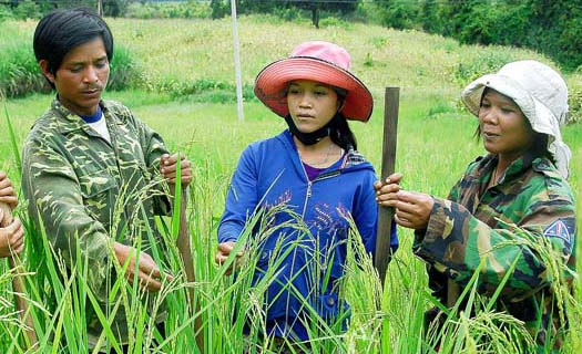 Lúa quý giữa đại ngàn