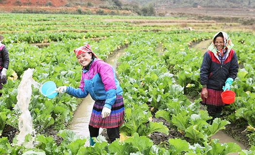 Mù Cang Chải:  Xóa đói giảm nghèo nhờ trồng rau cải mầm đá