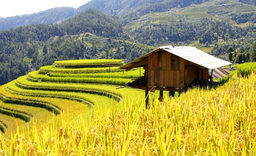 Nông lâm nghiệp trung du miền núi phía Bắc: Tạo sức bật từ 