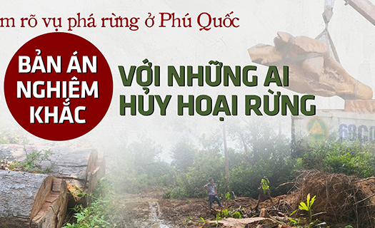 Cần làm rõ vụ án phá rừng ở Phú Quốc - Bài 5