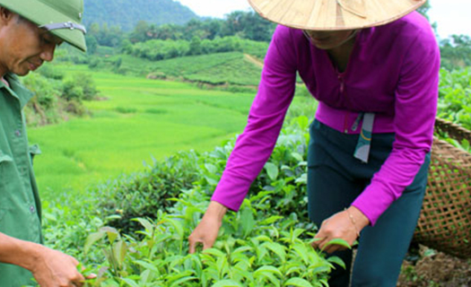 Trung Quốc nhập khẩu xếp thứ 12 về cà phê, thứ 4 về chè của Việt Nam