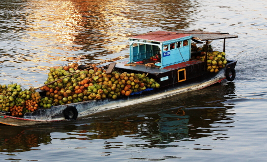 Độc đáo trái dừa khô Bến Tre
