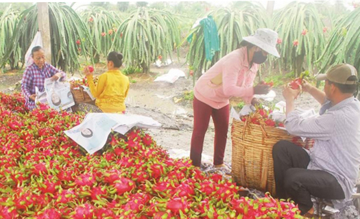 Ưu tiên hỗ trợ xuất khẩu nông sản giữa 