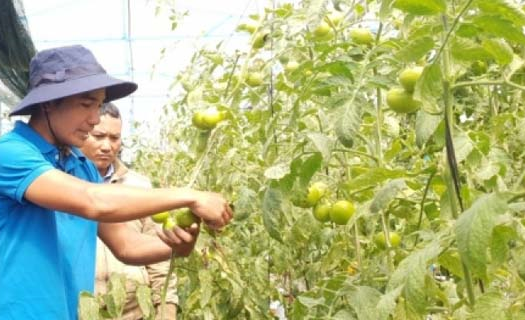 Thu nhập hàng trăm triệu đồng nhờ tham gia các mô hình liên kết sản xuất