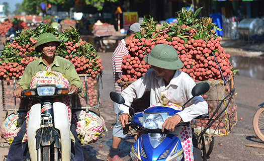 Lục Ngạn mùa vải chín