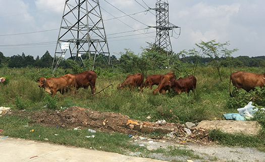 Vụ 43ha đất thực hiện Dự án Tân Phú, Bình Dương: Ai đã làm trái chủ trương của Tỉnh ủy?