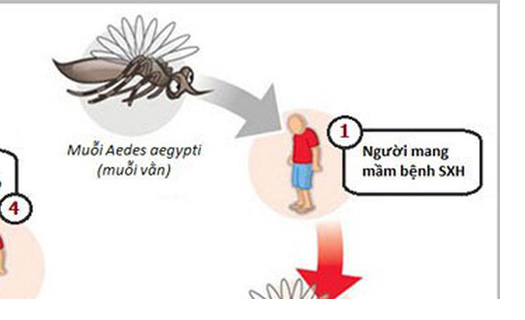 Phân biệt các triệu chứng mắc COVID-19 và sốt xuất huyết