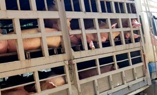 Campuchia siết chặt nhập khẩu lợn từ Việt Nam vì lo dịch tả lợn châu Phi