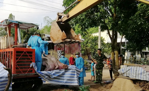 An Giang: Bắt giữ gần 4 tấn heo vận chuyển lậu từ Campuchia về Việt Nam