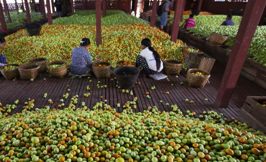 Vựa cà chua của Myanmar