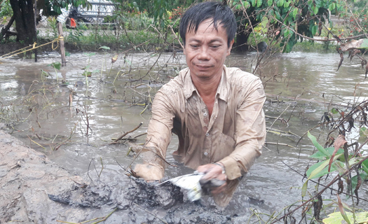 Ngập úng kỷ lục ở Cà Mau: Lúa thiệt hại, học sinh nghỉ học