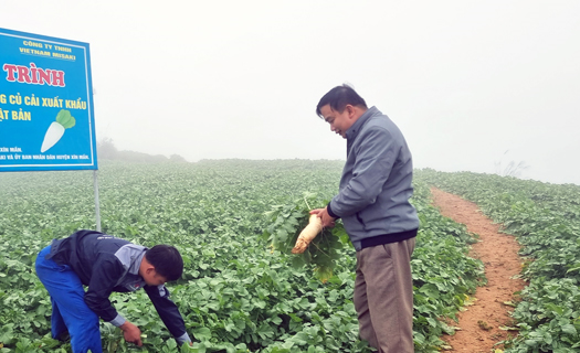 Xín Mần, Hà Giang: Xây dựng chuỗi giá trị nông sản bài bản, có lộ trình