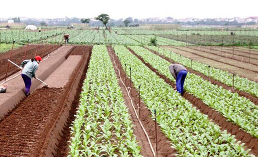 Đề xuất miễn, giảm tiền thuê đất cho các dự án nông nghiệp