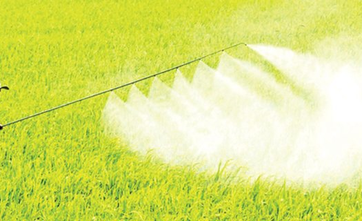 Tùy tiện bón phân, phun thuốc - hệ lụy khôn lường