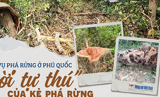 Cần làm rõ vụ phá rừng ở Phú Quốc - Bài 2