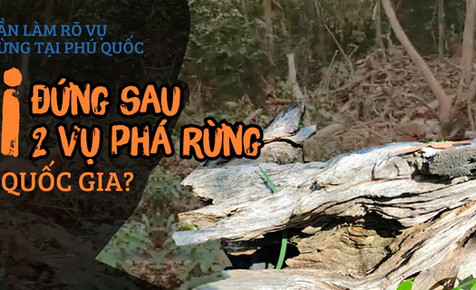 Cần làm rõ vụ phá rừng tại Phú Quốc - Bài 3